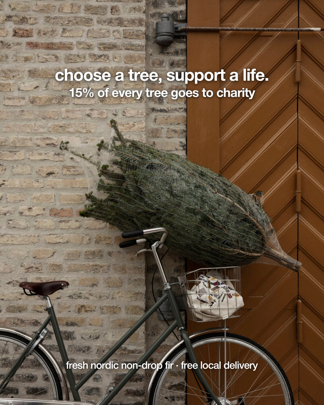 Real Cut Christmas Tree