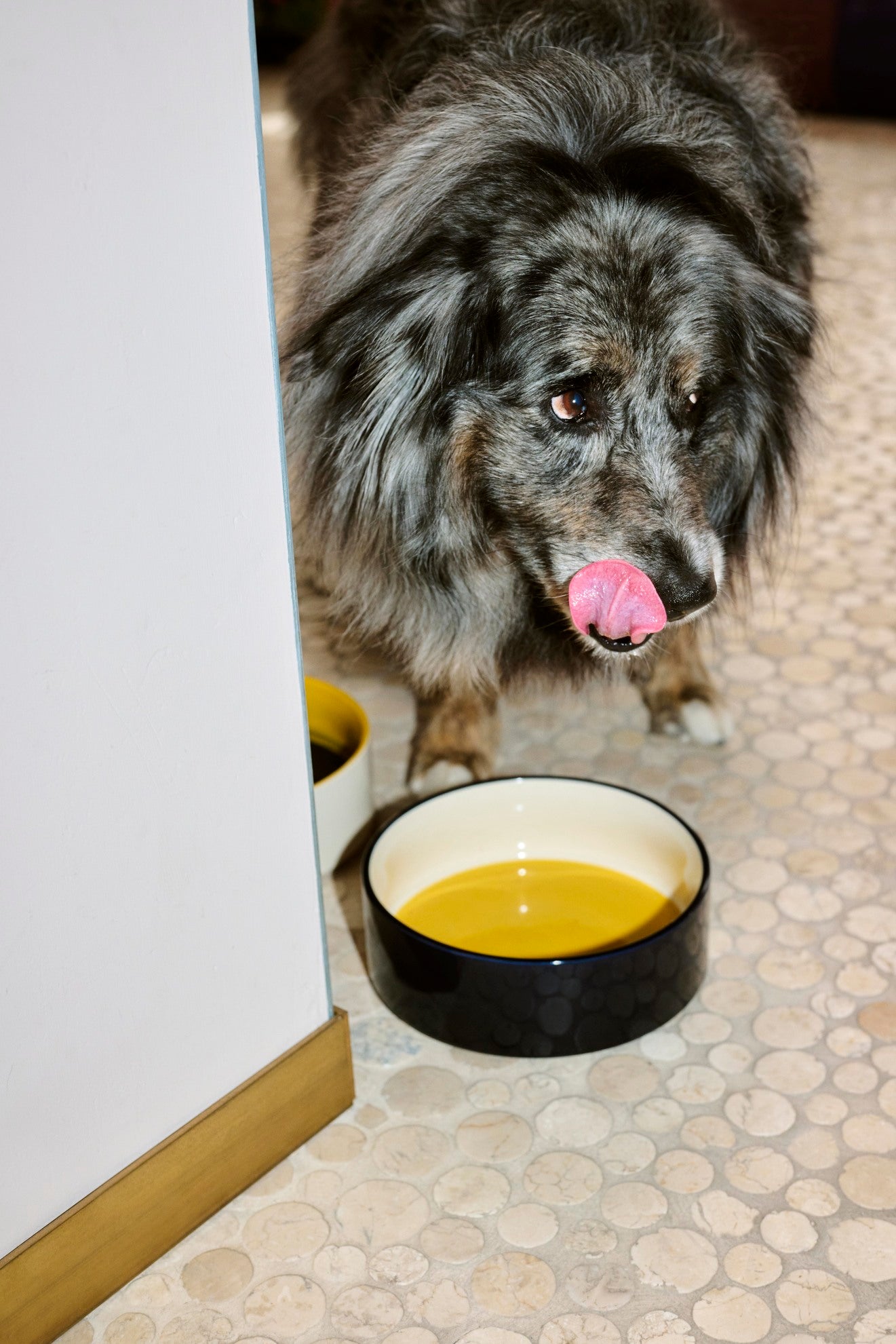 HAY Large Dogs Bowl