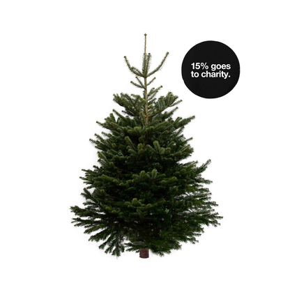 Real Cut Christmas Tree