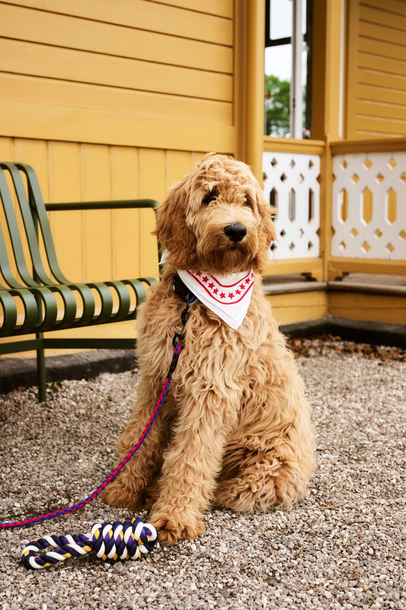 HAY Dogs Rope Toy