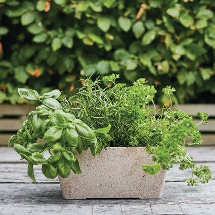 Husk Herb Window Box